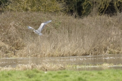 Heron in Flight