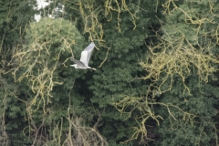 Heron in Flight