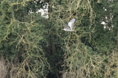 Heron in Flight