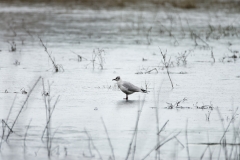 Gull on ice