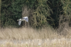 Heron in Flight