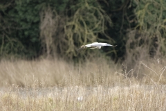 Heron in Flight