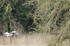 Heron in Flight