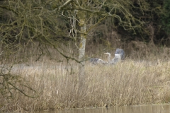 Heron in Flight