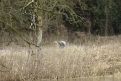 Heron