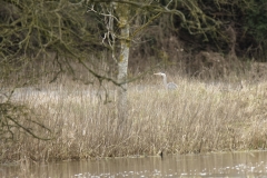 Heron