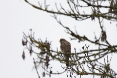 Kestrel