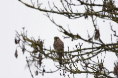 Kestrel