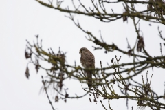 Kestrel