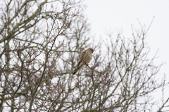 Kestrel