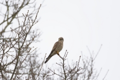 Kestrel