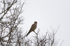 Kestrel