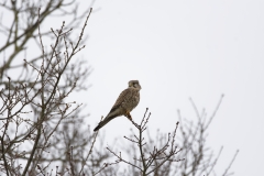 Kestrel