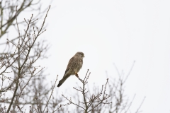 Kestrel