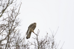 Kestrel