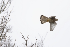 Kestrel in Flight