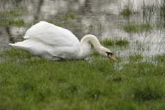 Swan