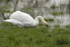 Swan