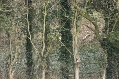 Buzzard in distance