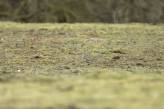 Mistle Thrush