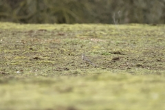 Mistle Thrush