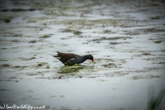 Moorhen on the Water Side View