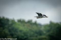 Grey Herron in Flight Side View