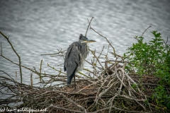 Grey Herron on Island in Water Side View