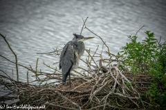 Grey Herron on Island in Water Side View