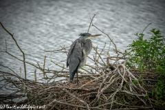 Grey Herron on Island in Water Side View