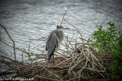 Grey Herron on Island in Water Side View