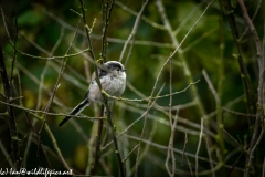 Long-tailed Tit on Branch Side View