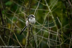 Long-tailed Tit on Branch Side View