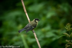 Great Tit on Reed Side View