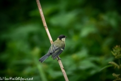 Great Tit on Reed Side View