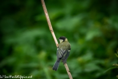 Great Tit on Reed Back View