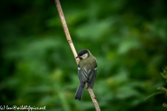 Great Tit on Reed Back View