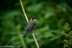 Great Tit on Reed Side View