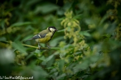 Great Tit on Reed Side View