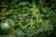 Great Tit on Reed Side View