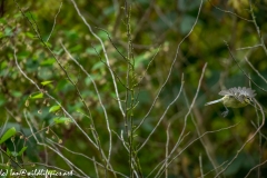 Great Tit in Flight Side View