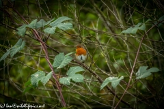 Robin on Branch Front View