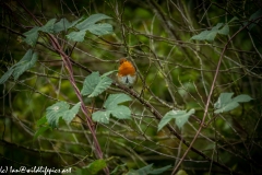 Robin on Branch Front View