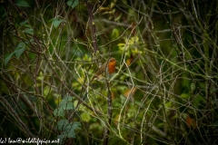 Robin on Branch Side View