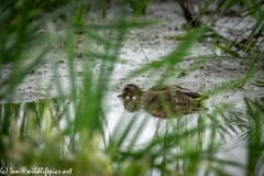 Male Gadwall on Water Side View