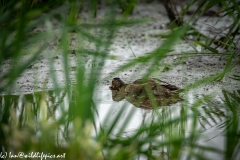 Male Gadwall on Water Side View