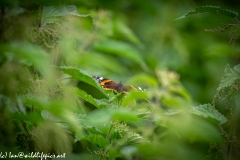 Red Admiral Butterfly on Nettles Back View