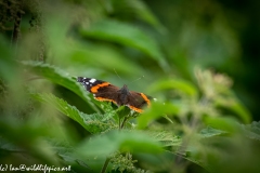 Red Admiral Butterfly on Nettles Back View