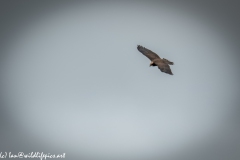 Juvenile Marsh Harrier in Flight