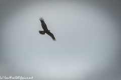 Juvenile Marsh Harrier in Flight